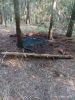 Schwelbrand im Wald